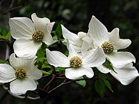 FLORE (13).JPG